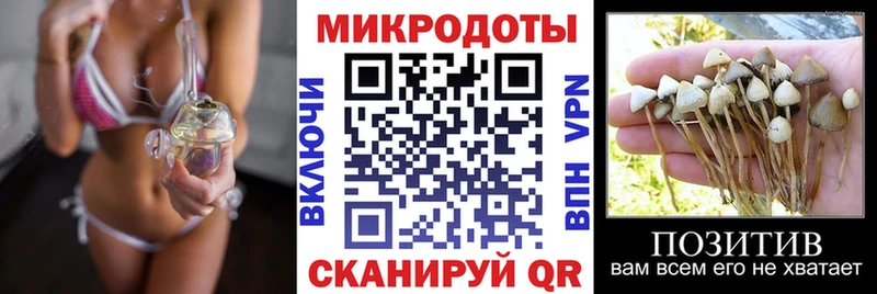 Псилоцибиновые грибы Psilocybe  Западная Двина 